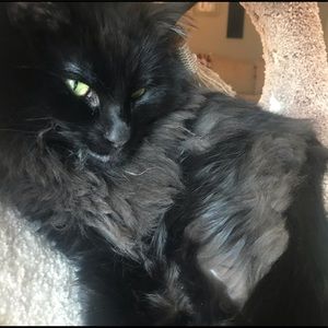 Meet your Posher, Sydney